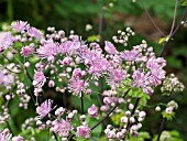 THALICTRUM DELAVAYI HEWITTS DOUBLE