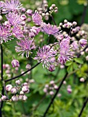 THALICTRUM DELAVAYI HEWITTS DOUBLE