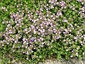 THYMUS VULGARIS