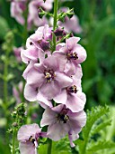 VERBASCUM LAVENDER LASS