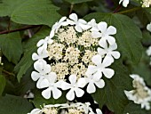 VIBURNUM TRILOBUM WENTWORTH