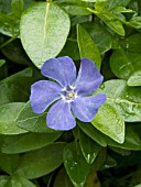 VINCA MAJOR