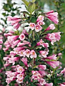 WEIGELA FLORIDA JAVA RED