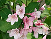 WEIGELA FLORIDA PINK DELIGHT