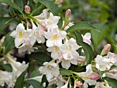 WEIGELA FLORIDA WHITE KNIGHT