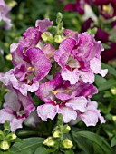 ANTIRRHINUM MAJUS BELLS FROSTY LAVENDER