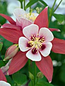 AQUILEGIA ORIGAMI RED WHITE