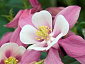 AQUILEGIA ORIGAMI ROSE WHITE