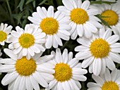 ARGYRANTHEMUM SASSY WHITE