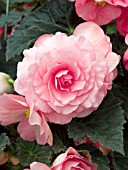 BEGONIA TUBEROSA GOGO ROSE