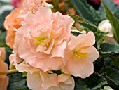 BEGONIA TUBEROSA GOGO SALMON