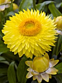 BRACTEANTHA STRAWBURST YELLOW