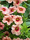 CALIBRACHOA CALLIE PEACH