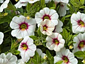 CALIBRACHOA CALLIE WHITE ROSE VEIN