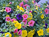 CALIBRACHOA MIXED COLORS