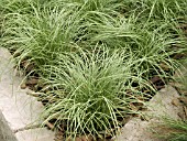 CAREX AMAZON MIST