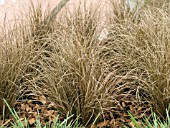 CAREX BRONCO