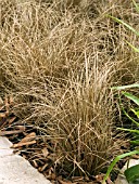 CAREX BRONZITA