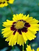 COREOPSIS COREY