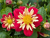 DAHLIA GOLDALIA SCARLET