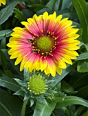 GAILLARDIA ARISTATA SUNBURST SCARLET HALO