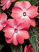 IMPATIENS NEW GUINEA SUPER SONIC CORAL ICE