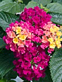 LANTANA BANDANA CHERRY