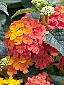 LANTANA BANDANA ORANGE SUNRISE