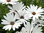 OSTEOSPERMUM ASTI WHITE