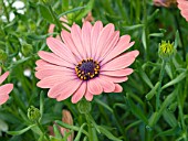 OSTEOSPERMUM TRADEWINDS TERRA COTTA