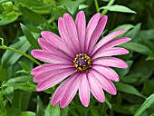 OSTEOSPERMUM TRADEWINDS TRAILING LIGHT PURPLE