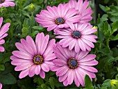 OSTEOSPERMUM TRADEWINDS TRAILING LIGHT PURPLE