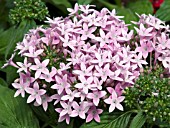 PENTAS LANCEOLATA STARLA LAVENDER