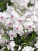 PHLOX SUBULATA AMAZING GRACE