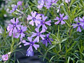 PHLOX SUBULATA PURPLE BEAUTY