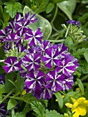 VERBENA LANAI PURPLE STAR