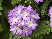 VERBENA TUSCANY LAVENDER PICOTEE