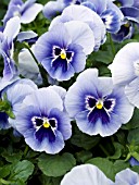 VIOLA WITTROCKIANA MARIPOSA LIGHT BLUE