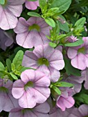 CALIBRACHOA MILLION BELLS CHIFFON