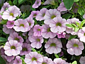 CALIBRACHOA MILLION BELLS CHIFFON