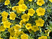 CALIBRACHOA MILLION BELLS NEON YELLOW