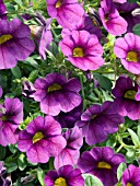 CALIBRACHOA MILLION BELLS PLUM