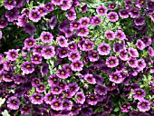 CALIBRACHOA MILLION BELLS PLUM