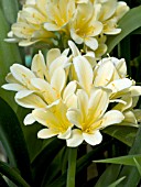 CLIVIA MINIATA YELLOW