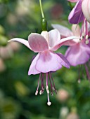 FUCHSIA ANGEL EARRINGS MAUVE