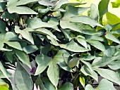 IPOMOEA DESANA COMPACT RED