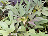 IPOMOEA DESANA COMPACT RED