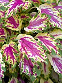 COLEUS AURORA RASPBERRY