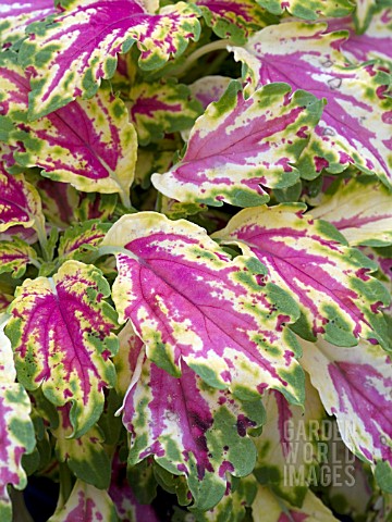 COLEUS_AURORA_RASPBERRY