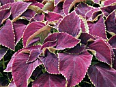 COLEUS CHOCOLATE MINT